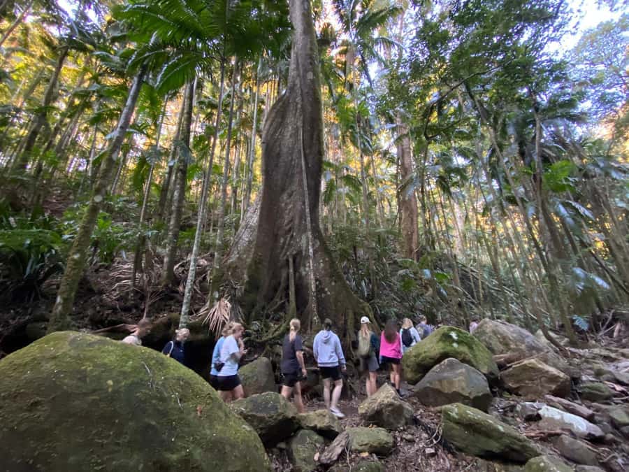 Byron Bay: Glowworms, Waterfalls & Rainforest Experience - Price and value: what you really get for about $91