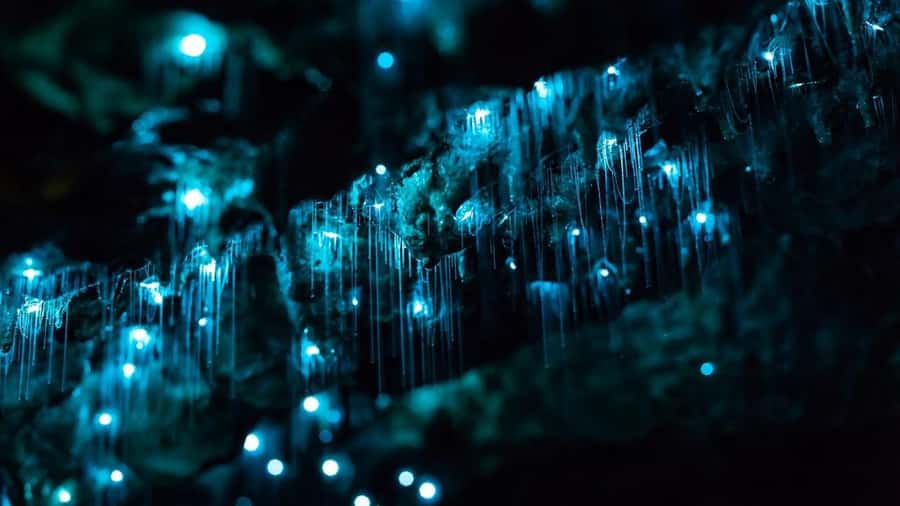 Byron Bay: Glowworms, Waterfalls & Rainforest Experience - Getting there from the Byron Visitor Centre without stress