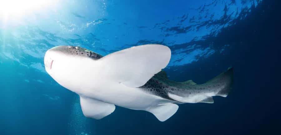 Byron Bay: Nguthungulli Julian Rocks Snorkeling Tour - Key highlights at a glance