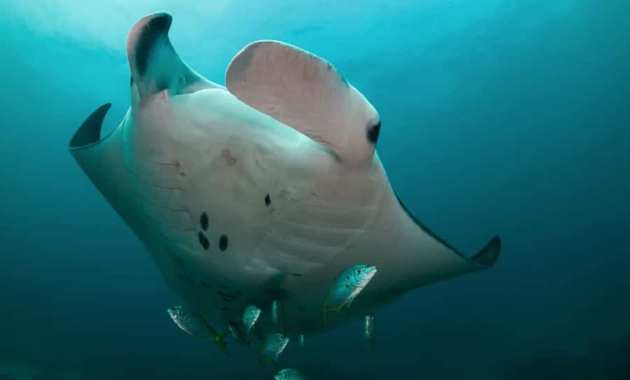 Byron Bay: Nguthungulli Julian Rocks Snorkeling Tour - Why Nguthungulli Julian Rocks feels special in Byron Bay