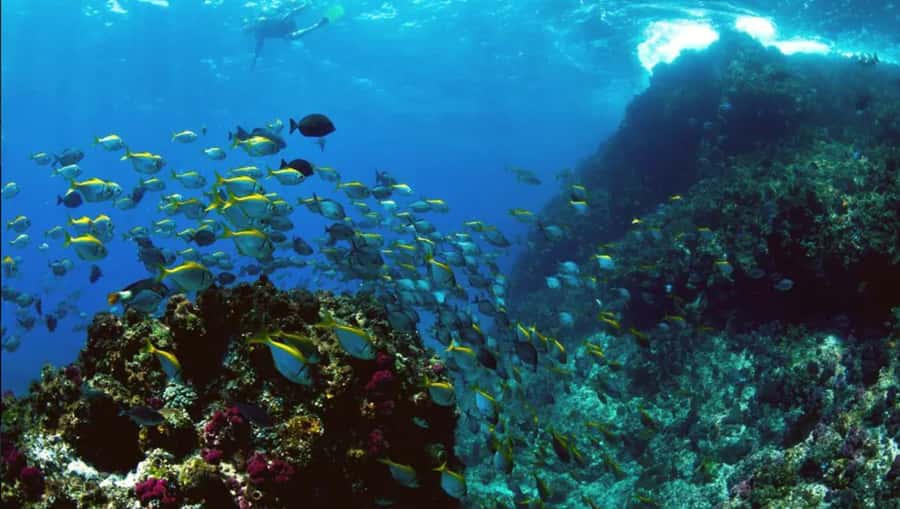 Byron Bay: Nguthungulli Julian Rocks Snorkeling Tour - What the snorkel feels like in the water (and why the guide matters)