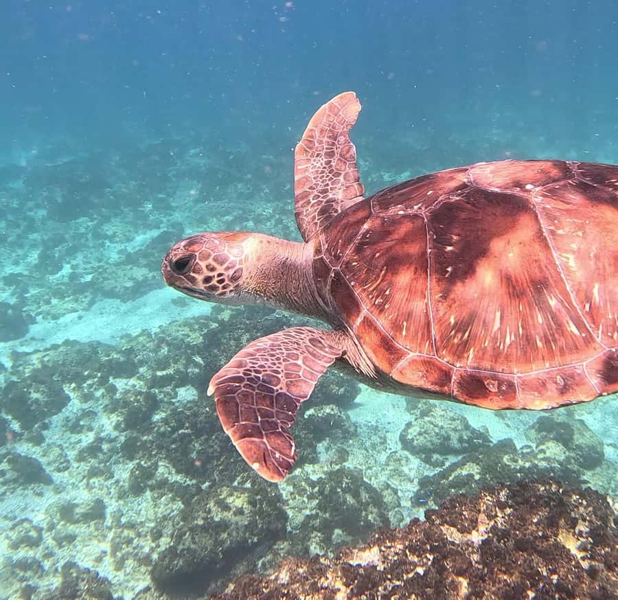 Byron Bay: Nguthungulli Julian Rocks Snorkeling Tour - Turtle School citizen science: learning before you look