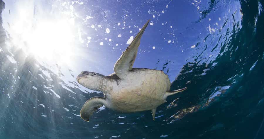 Byron Bay: Nguthungulli Julian Rocks Snorkeling Tour - Who this tour suits best, and who should skip it