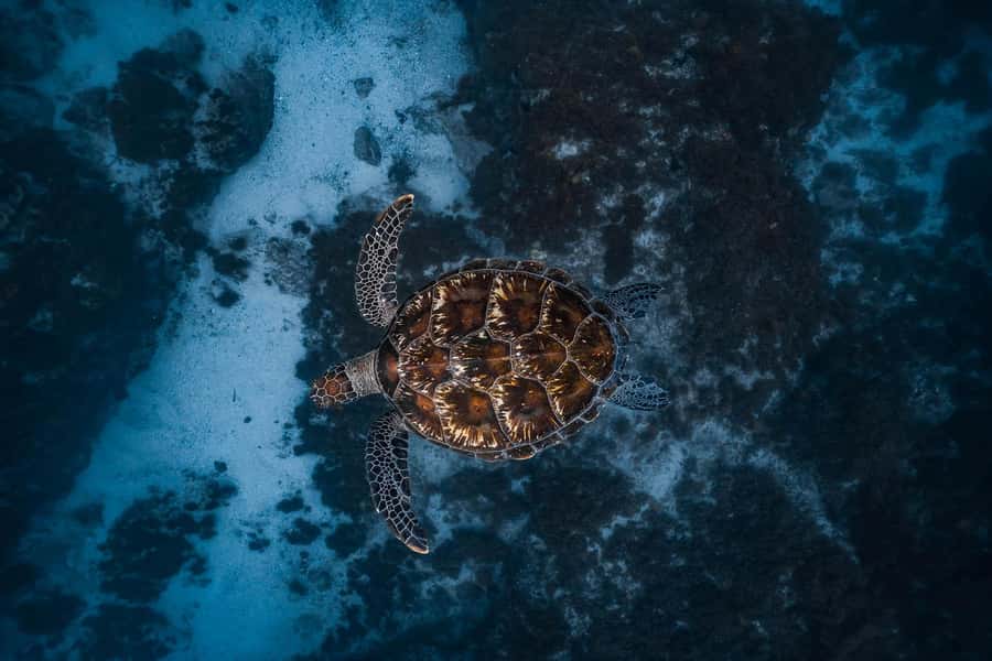 Byron Bay: Snorkeling Tour at Julian Rocks, Nguthungulli - Key things you should know before you go