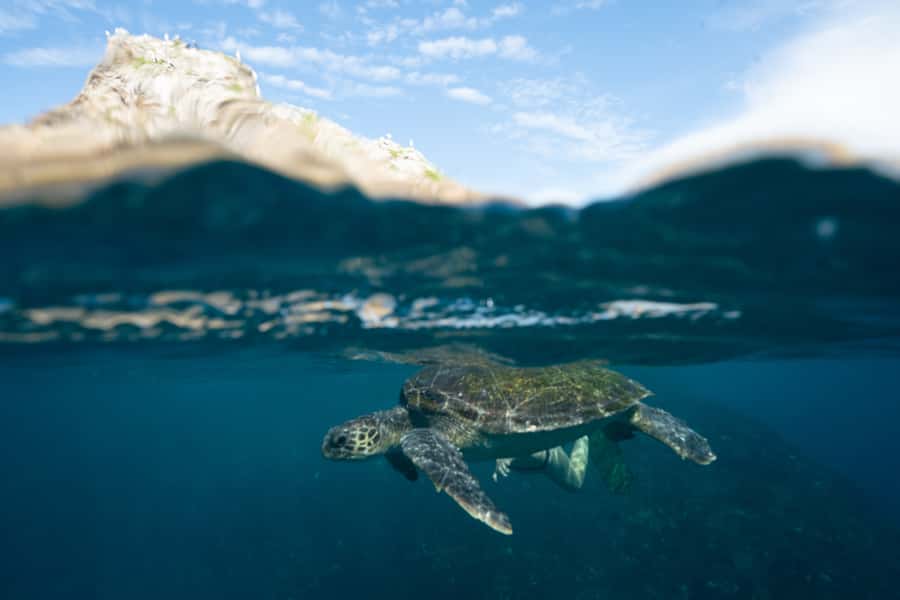 Byron Bay: Snorkeling Tour at Julian Rocks, Nguthungulli - Timing: how the 150 minutes usually feels in real life
