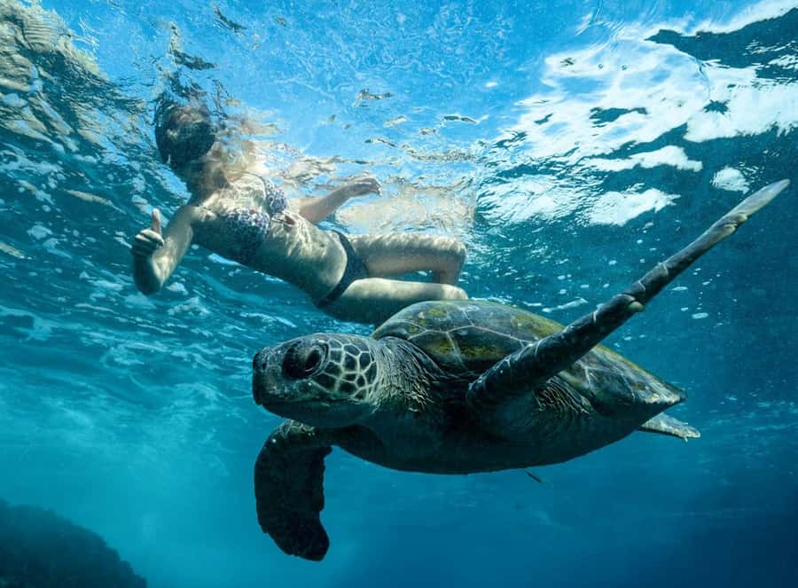 Byron Bay: Snorkeling Tour at Julian Rocks, Nguthungulli - Boat-time wildlife, from dolphins to whale chances
