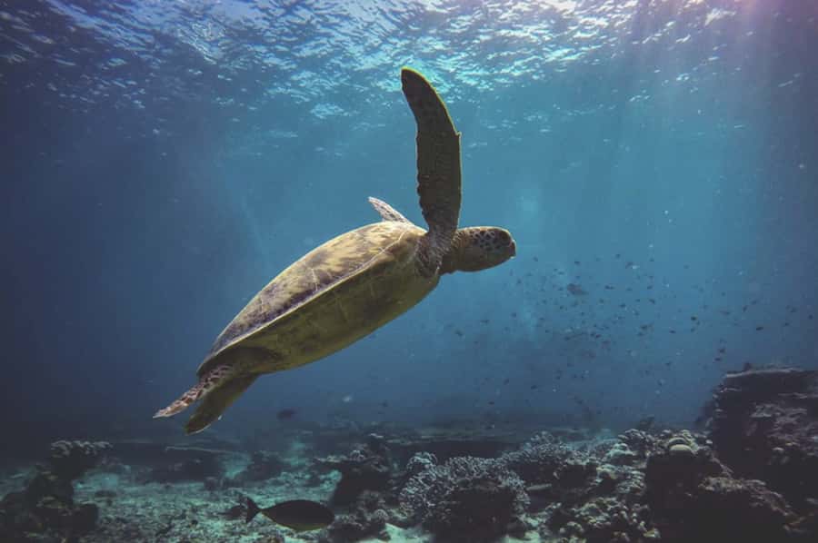 Byron Bay: Snorkeling Tour at Julian Rocks, Nguthungulli - The in-water part: what marine biologists change for you