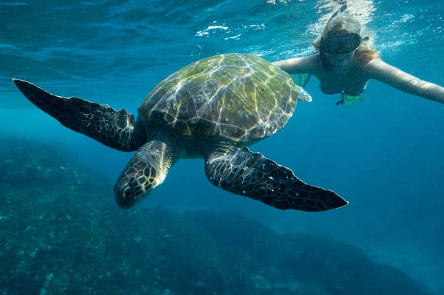 Byron Bay: Snorkeling Tour at Julian Rocks, Nguthungulli - What you might actually see: sharks, rays, turtles, and more