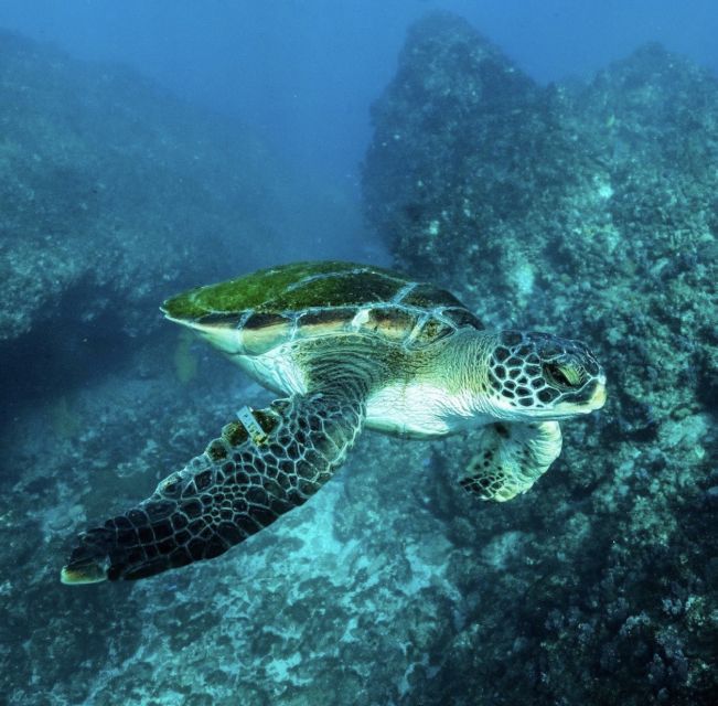 Byron Bay: Snorkeling Tour at Julian Rocks, Nguthungulli - Gear and comfort: what’s included and what you should bring