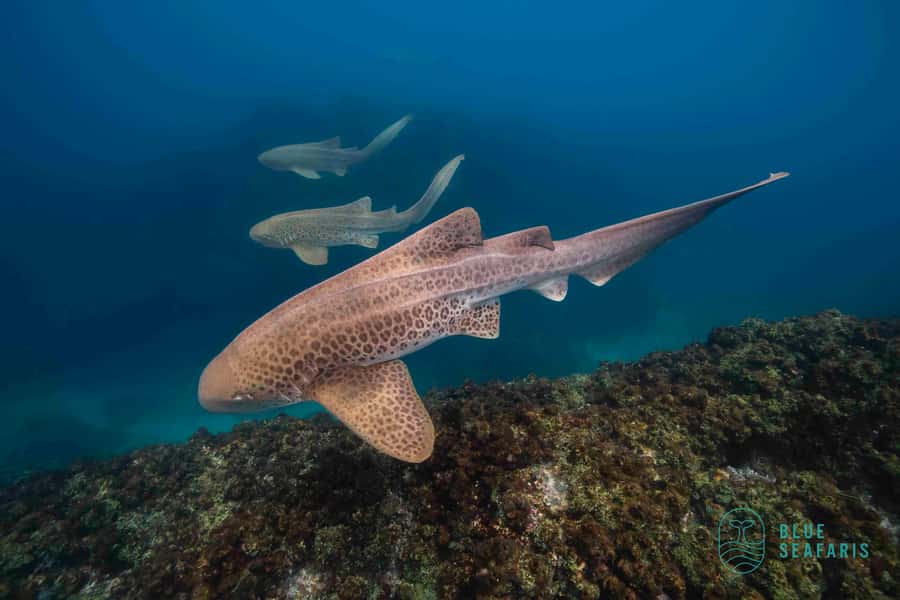 Byron Bay: Snorkelling Tour of Julian Rocks "Nuthungulli" - Quick Hitters Before You Go