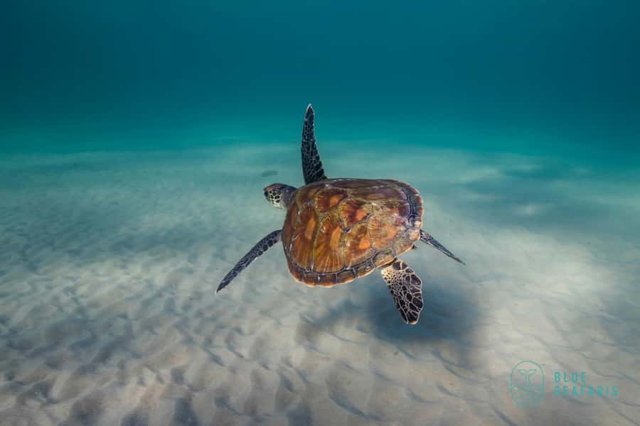 Byron Bay: Snorkelling Tour of Julian Rocks "Nuthungulli" - Price and practical value for a $91, 150-minute experience