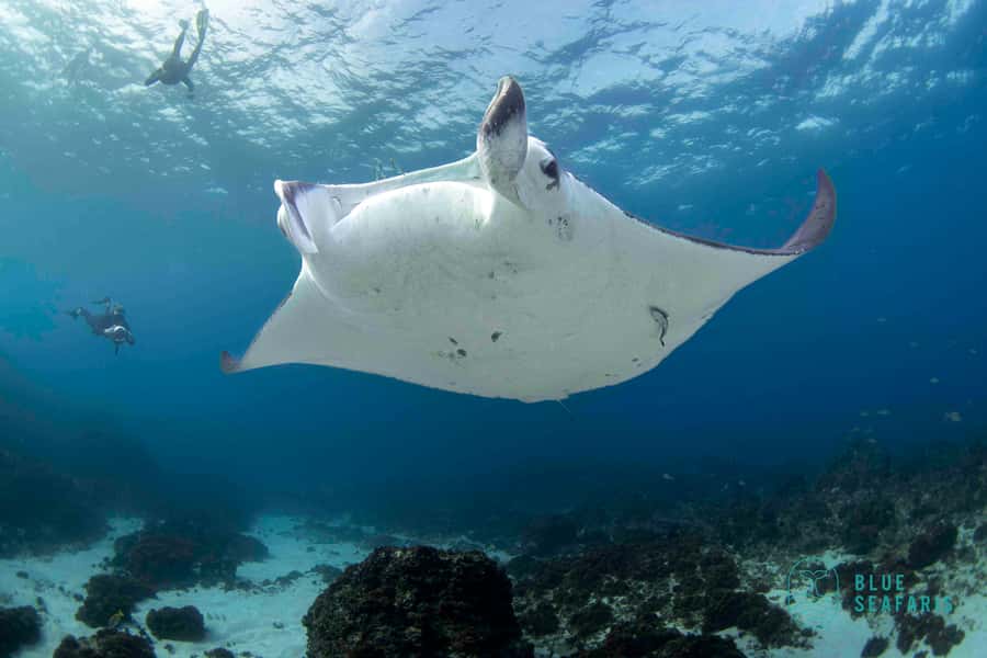 Byron Bay: Snorkelling Tour of Julian Rocks "Nuthungulli" - Should you book this Byron Bay Nuthungulli snorkel tour?