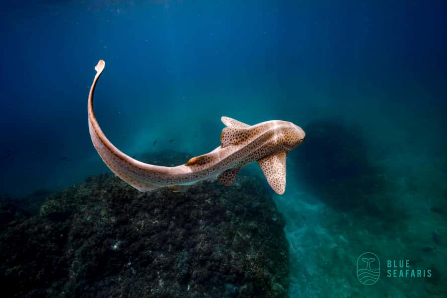 Byron Bay: Snorkelling Tour of Julian Rocks "Nuthungulli" - FAQ