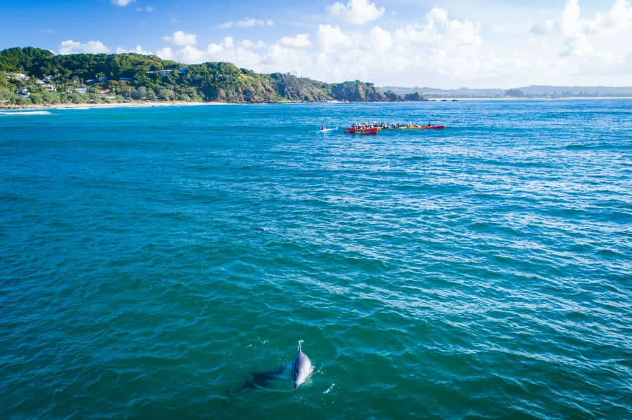 Byron Bay: The Byron Bay Sea Kayak Tour - Who this Byron Bay sea kayak trip fits best