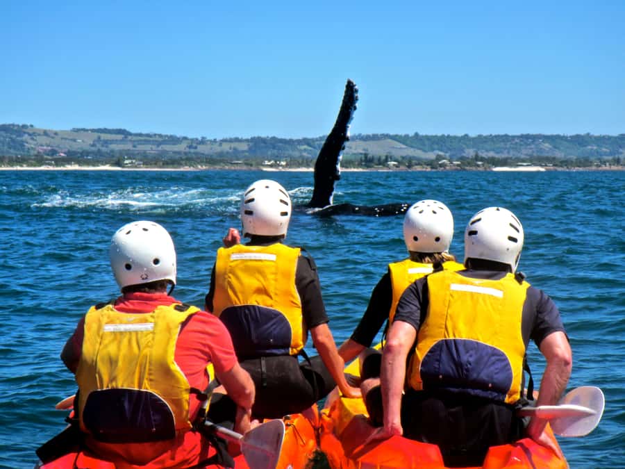 Byron Bay: The Byron Bay Sea Kayak Tour - Weather, ocean reality, and who should skip this tour