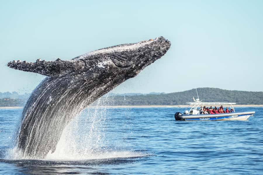 Byron Bay: Whale Watching Cruise with a Marine Biologist - Key highlights
