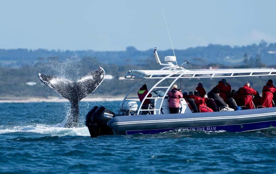 Byron Bay: Whale Watching Cruise with a Marine Biologist - Practical tips so you enjoy every minute