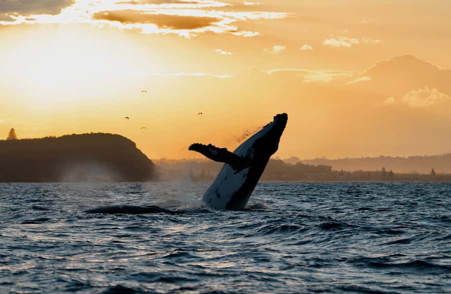 Byron Bay: Whale Watching Cruise with a Marine Biologist - Why this Ballina to Byron stretch is special for humpbacks
