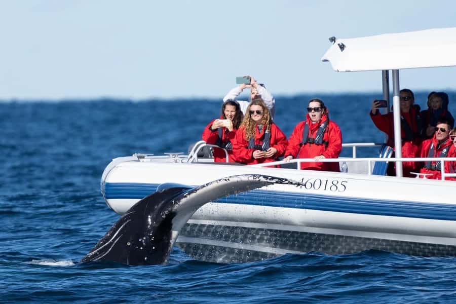 Byron Bay: Whale Watching Cruise with a Marine Biologist - Meeting your marine biologist and hearing humpback whale song in real time