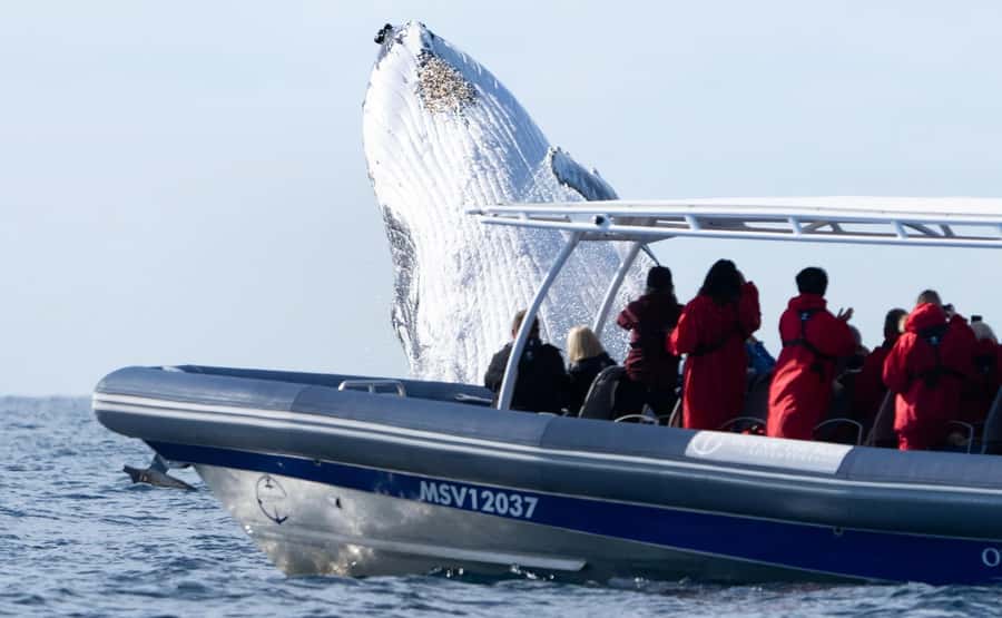 Byron Bay: Whale Watching Cruise with a Marine Biologist - Whale guarantee: what it means for value