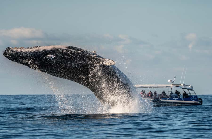 Byron Bay: Whale Watching Cruise with a Marine Biologist - Choosing the right time slot and thinking about your comfort