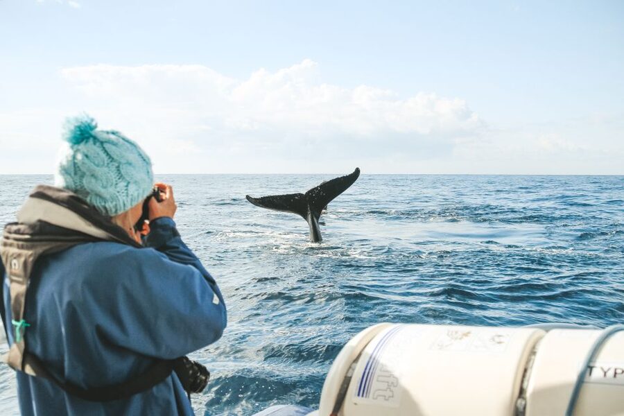 Byron Bay: Whale Watching Cruise with a Marine Biologist - Who this whale watching cruise fits best (and who should think twice)