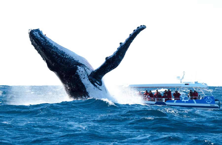 Byron Bay: Whale Watching Cruise with a Marine Biologist - What you’ll likely see: beyond the breaching moment