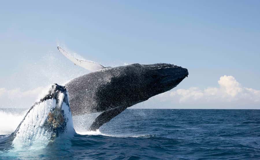 Byron Bay Whale Watching with Marine Biologist - Key Highlights You’ll Actually Care About