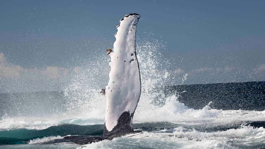 Byron Bay Whale Watching with Marine Biologist - Brunswick Heads Whale Watching That Feels Personal, Not Packed