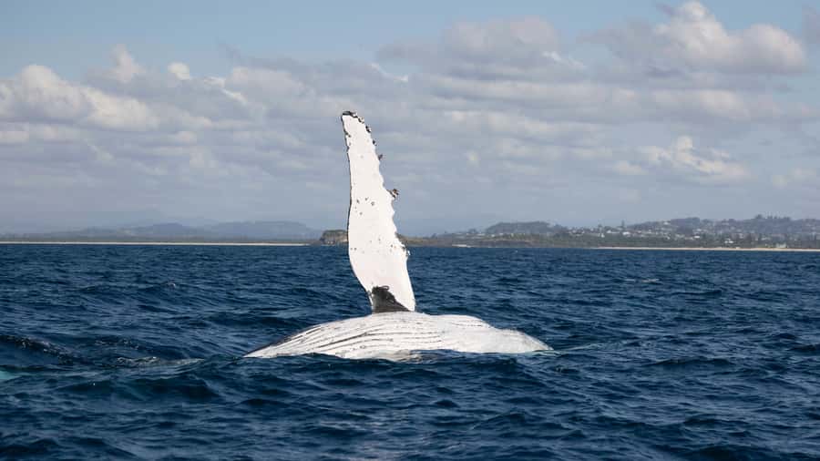 Byron Bay Whale Watching with Marine Biologist - Marine Biologist Guide + Hydrophone: What You’ll Learn While You Watch