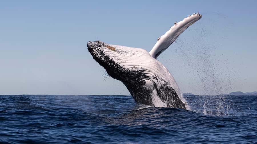 Byron Bay Whale Watching with Marine Biologist - Photo and Viewing Tips That Make a Difference