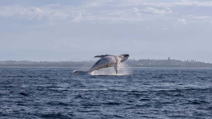 Byron Bay Whale Watching with Marine Biologist - Beyond Whales: Dolphins, Turtles, and Migratory Birds