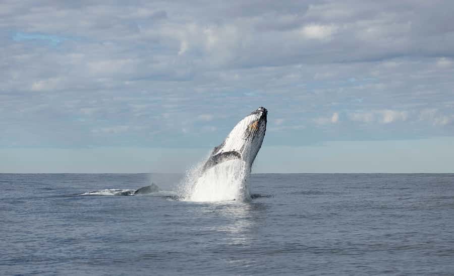 Byron Bay Whale Watching with Marine Biologist - Comfort, Timing, and Weather Reality Check
