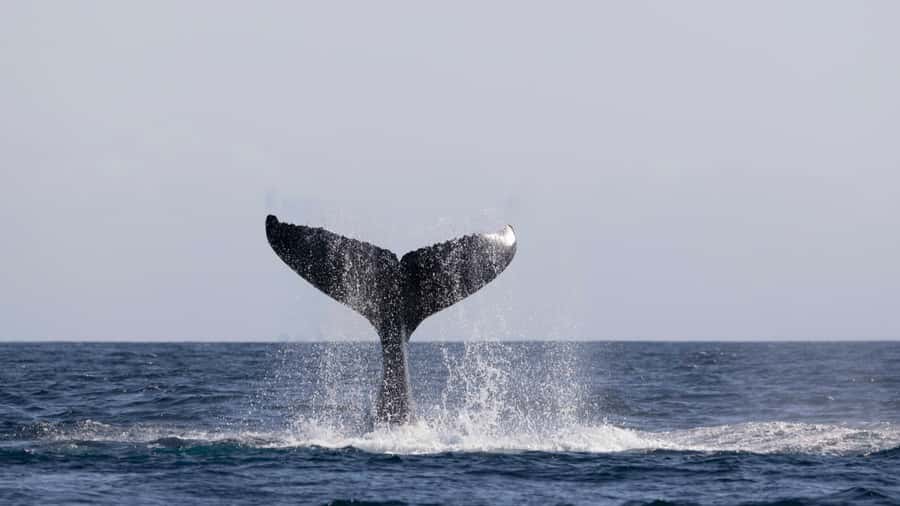 Byron Bay Whale Watching with Marine Biologist - Price and Value: Is $91 Worth It?
