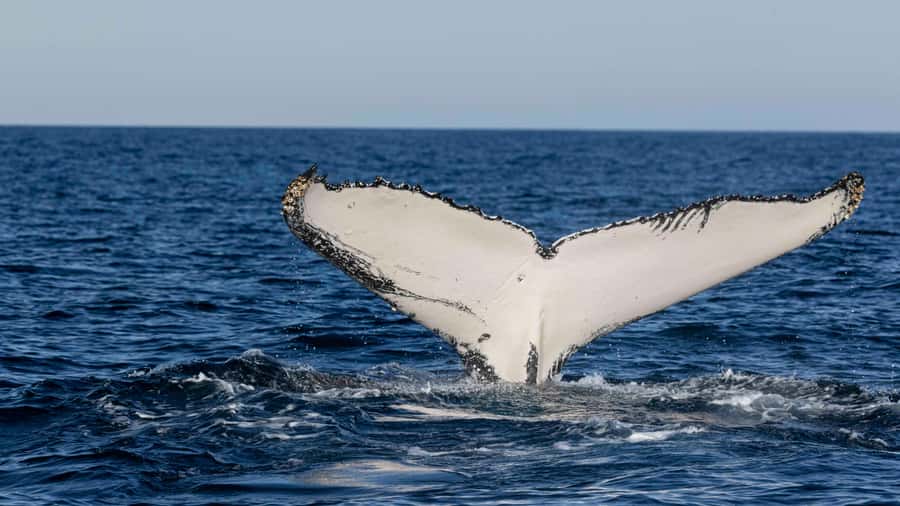 Byron Bay Whale Watching with Marine Biologist - Who This Whale Cruise Is Perfect For
