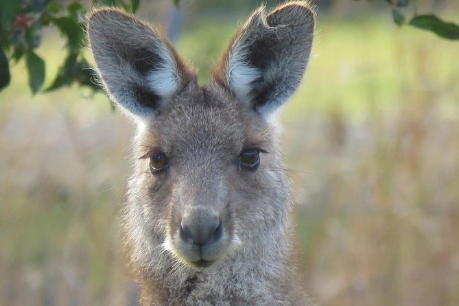 Byron Bay Wildlife Safari - Byron Bay Wildlife Safari, what makes this day feel different