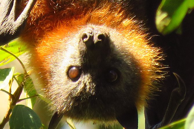 Byron Bay Wildlife Safari - Flying foxes, why this part feels so special