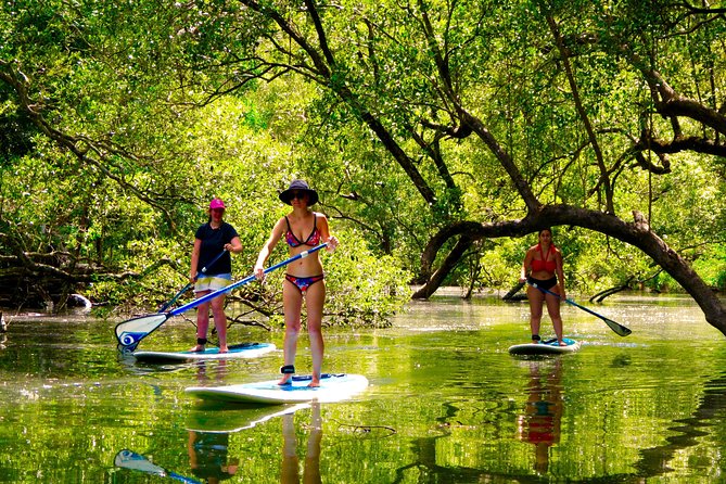 Byron Stand Up Paddle Nature Tour - Gliding Down the River in Cape Byron Marine Park