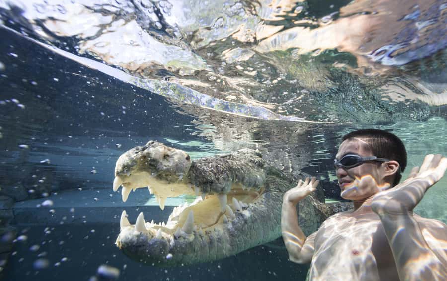 "Cage Of Death" Crocodile Swim and Entry to Crocosaurus Cove - Key things to know before you go