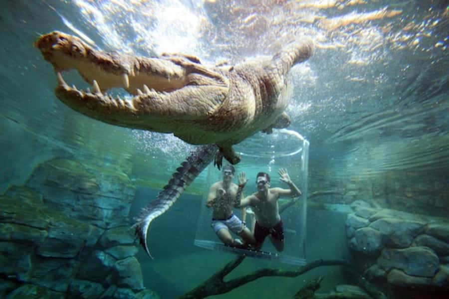 "Cage Of Death" Crocodile Swim and Entry to Crocosaurus Cove - Cage Of Death in Darwin: the experience that feels unreal