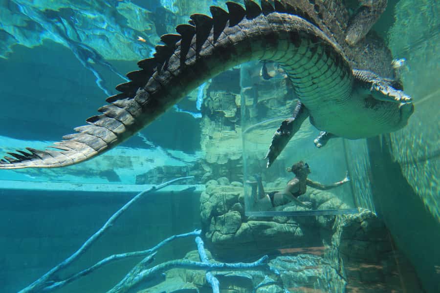 "Cage Of Death" Crocodile Swim and Entry to Crocosaurus Cove - The clear cage and monorail system: why it works for beginners