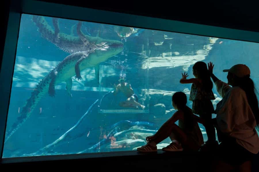 "Cage Of Death" Crocodile Swim and Entry to Crocosaurus Cove - What you see underwater: size, features, and the 360-degree effect
