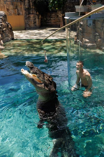 "Cage Of Death" Crocodile Swim and Entry to Crocosaurus Cove - Feeding time: how handlers shape your encounter