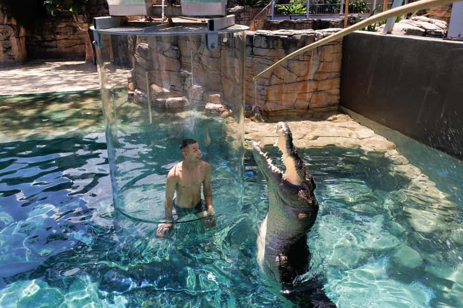 "Cage Of Death" Crocodile Swim and Entry to Crocosaurus Cove - Price and value: $208 per group up to 2