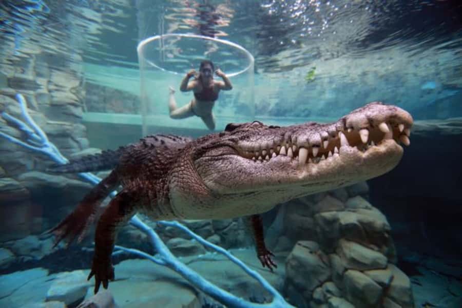 "Cage Of Death" Crocodile Swim and Entry to Crocosaurus Cove - Who should book, and who should skip the Cage of Death