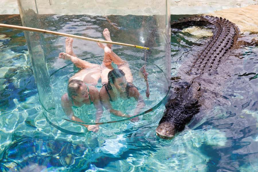 "Cage Of Death" Crocodile Swim and Entry to Crocosaurus Cove - Timing at Crocosaurus Cove: what your 15 minutes actually includes