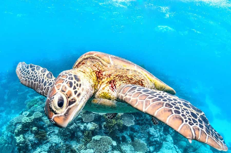 Cairns: 2-Day Great Barrier Reef & Daintree Rainforest Tour - Reef Day on the Outer Great Barrier Reef: superyacht cruise and real snorkeling time