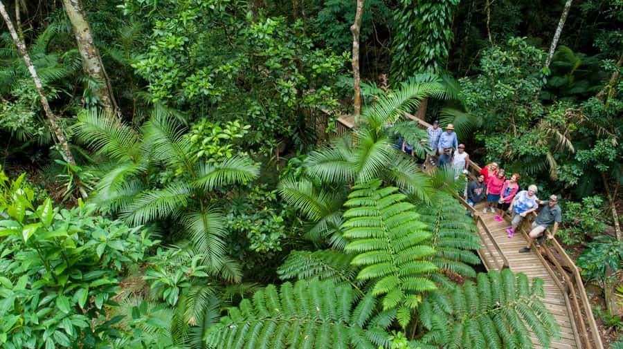 Cairns: 2-Day Great Barrier Reef & Daintree Rainforest Tour - What to bring, and how to avoid the common pain points