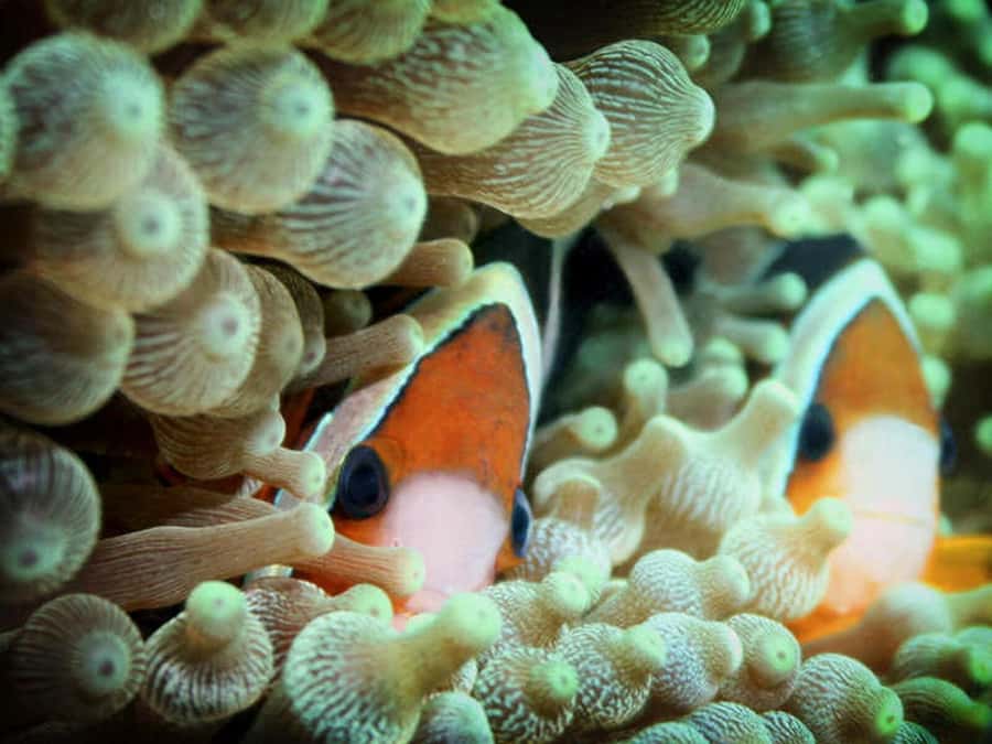 Cairns: 2-Day Great Barrier Reef Dive and Snorkel Boat Trip - Who should book this and who should skip it