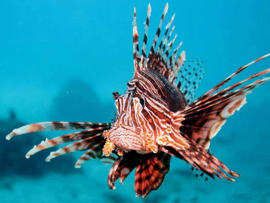 Cairns: 2-Day Great Barrier Reef Dive and Snorkel Boat Trip - Snorkeling you can actually enjoy: gear, stinger suits, and unlimited time